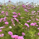 Cosmos Double Dutch Rose