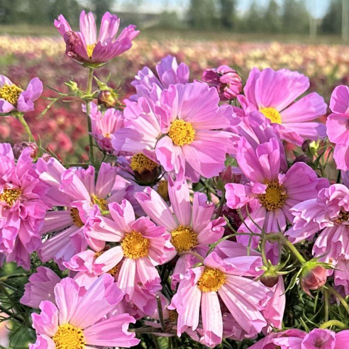 Cosmos Shells Rose