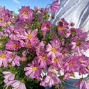 Cosmos Shells Rose