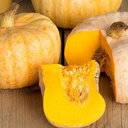 Cucurbita Australian Butter