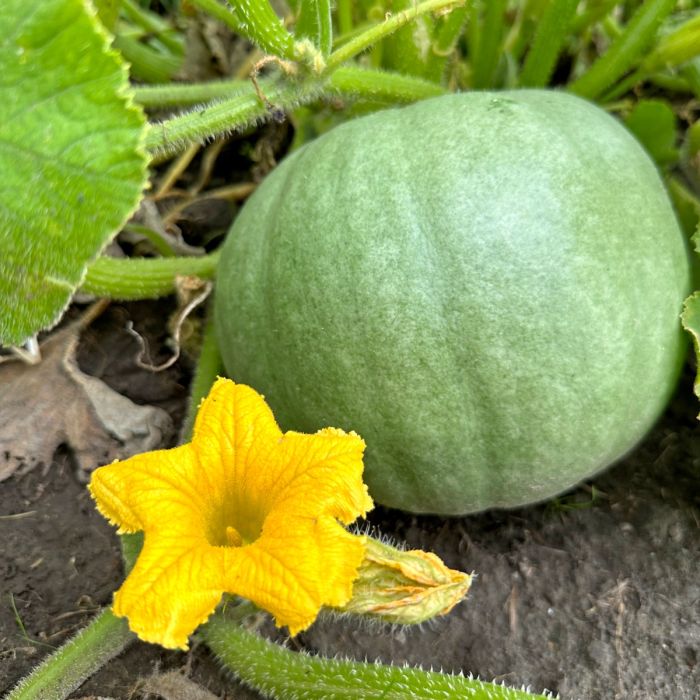 Cucurbita Bush Baby