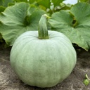 Cucurbita Bush Baby