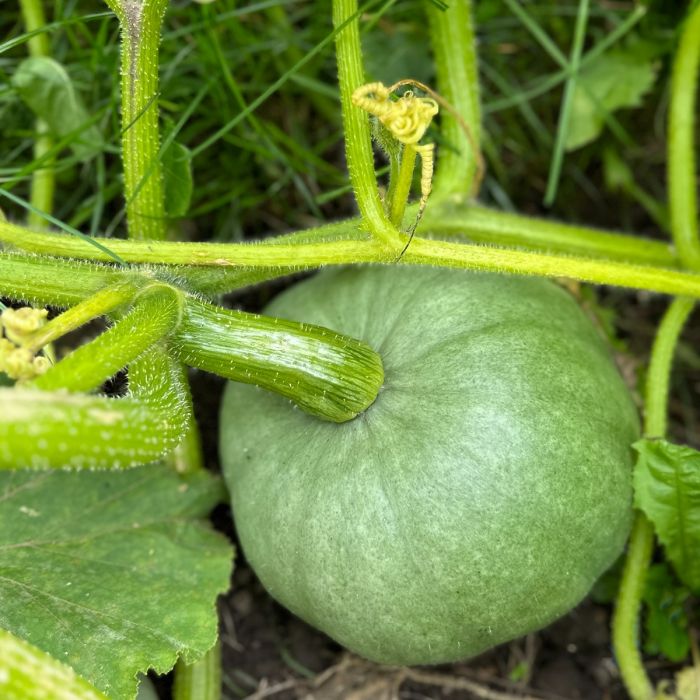 Cucurbita Bush Baby