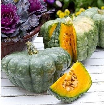 Cucurbita Queensland Blue