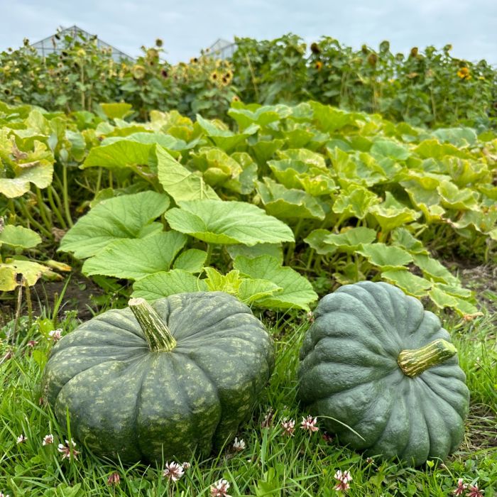 Cucurbita Queensland Blue