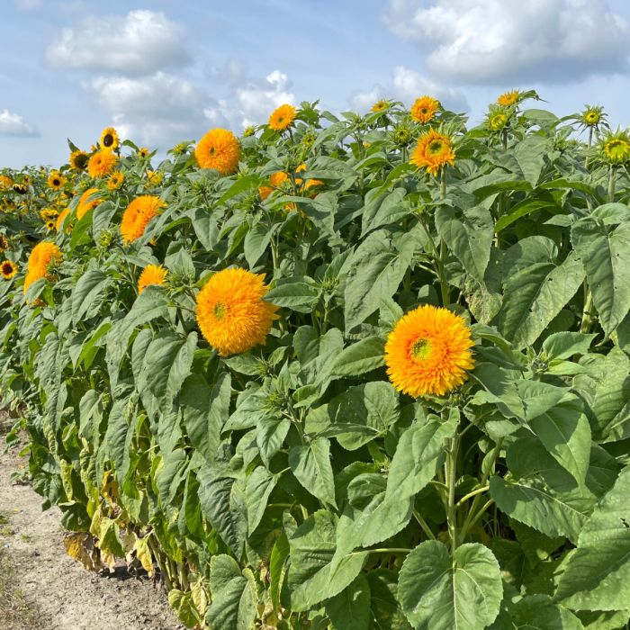 Helianthus Orange Sun