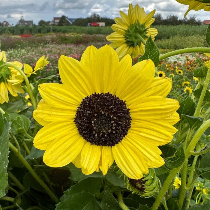 Helianthus Soluna Lemon