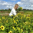 Helianthus Soluna Lemon