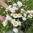 Helichrysum Silvery White