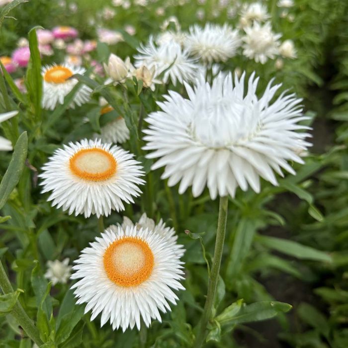 Helichrysum Silvery White