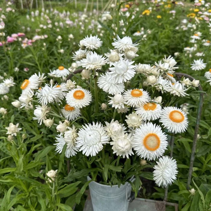 Helichrysum Silvery White