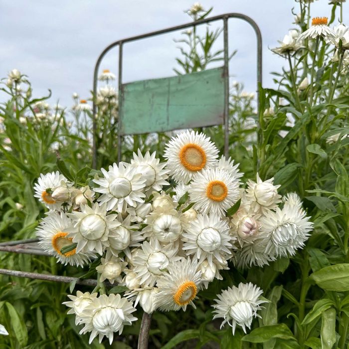 Helichrysum Silvery White