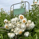 Helichrysum Silvery White