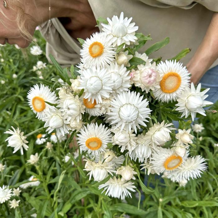 Helichrysum Silvery White