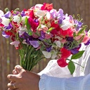 Lathyrus Coronation mix