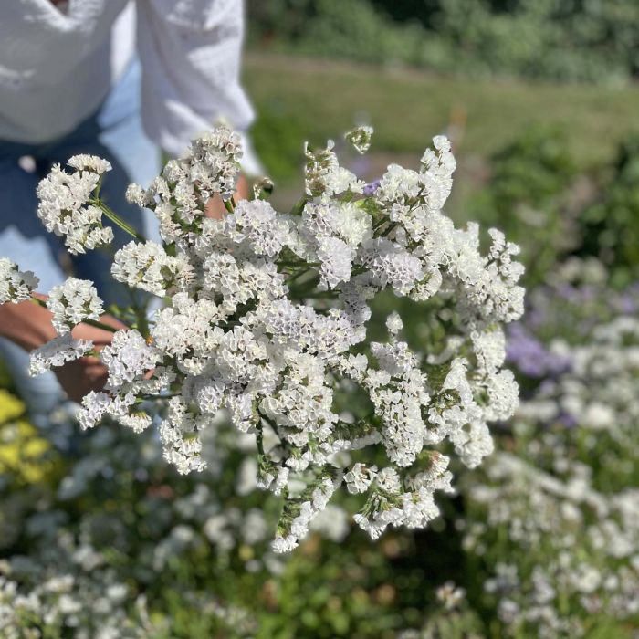 Limonium Forever Silver