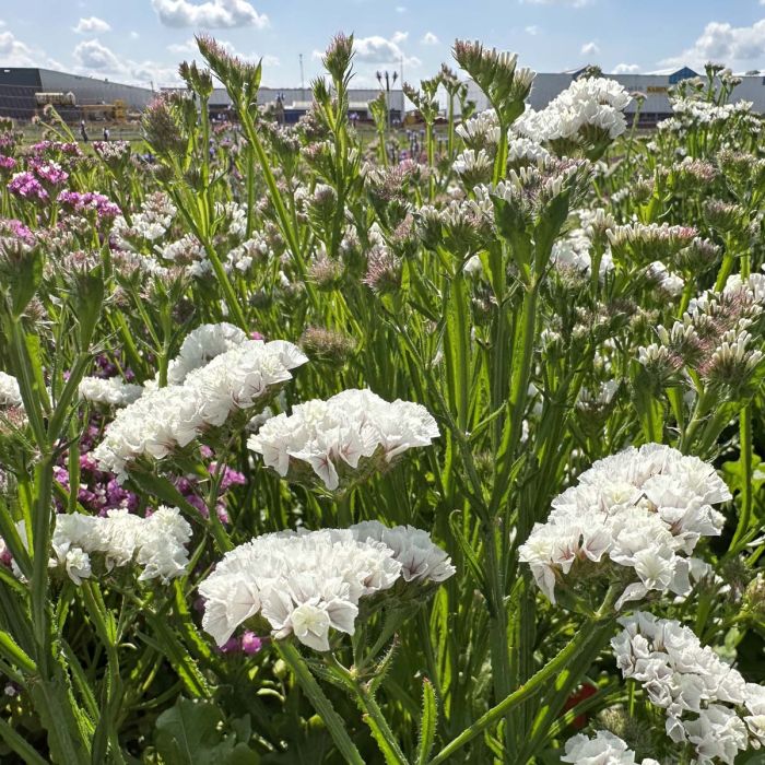 Limonium Forever Silver