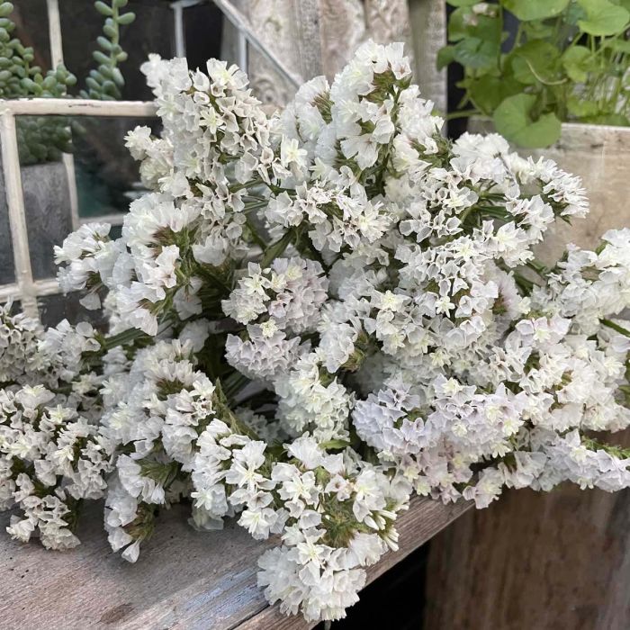 Limonium Forever Silver