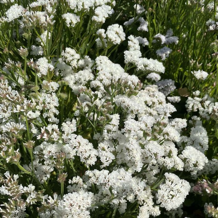 Limonium Forever Silver