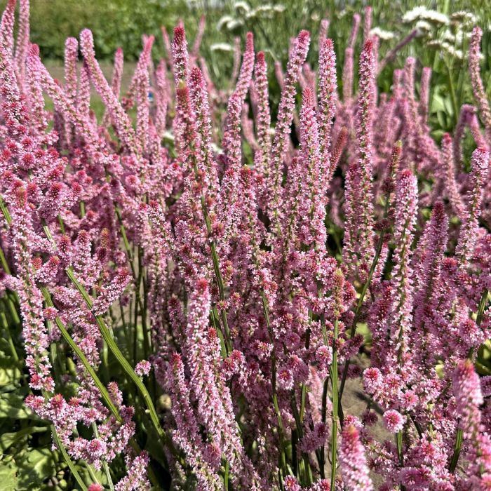 Limonium Pink Pokers