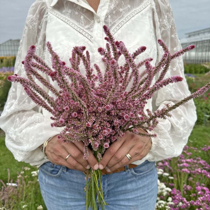 Limonium Pink Pokers