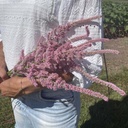 Limonium Pink Pokers