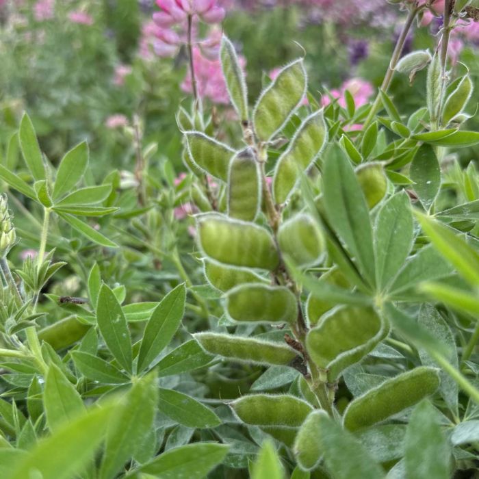 Lupinus Avalune Pink