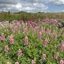 Lupinus Avalune Pink