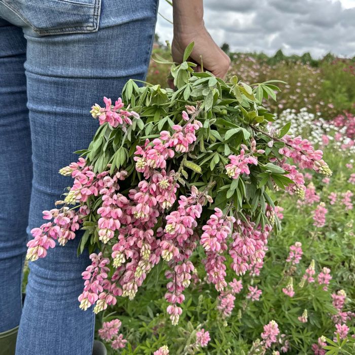 Lupinus Avalune Pink