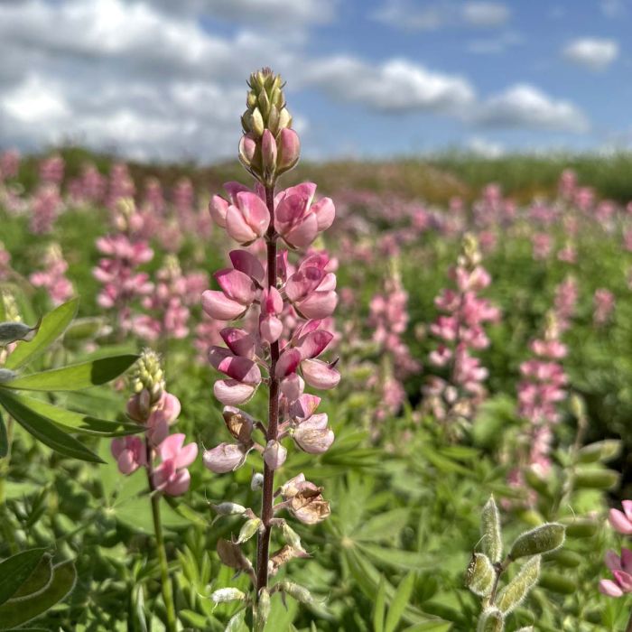 Lupinus Avalune Pink