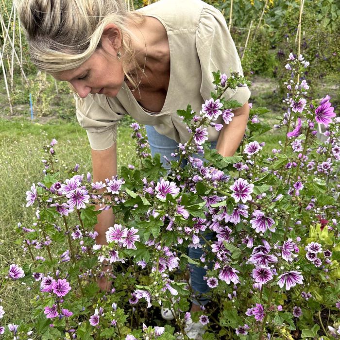 Malva Sylvestris Zebrina