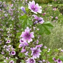 Malva Sylvestris Zebrina