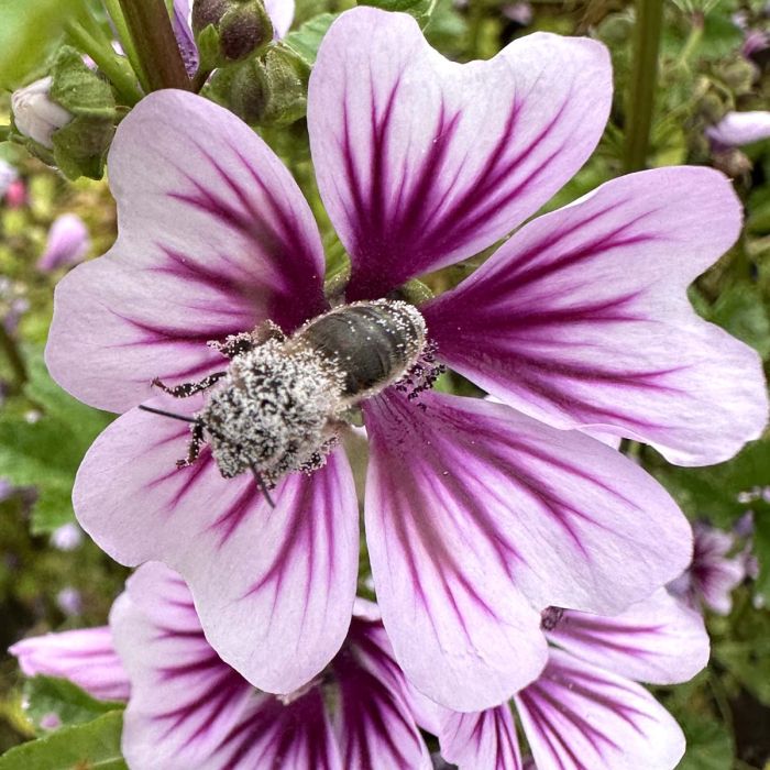 Malva Sylvestris Zebrina