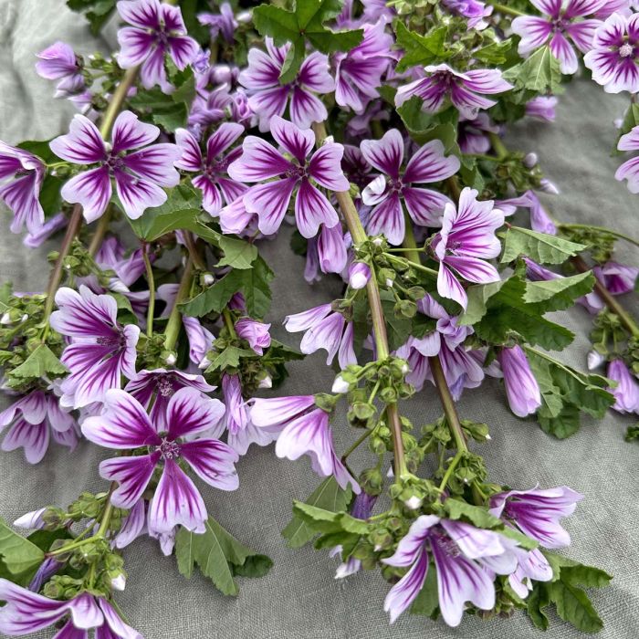 Malva Sylvestris Zebrina