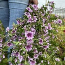 Malva Sylvestris Zebrina