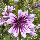 Malva Sylvestris Zebrina