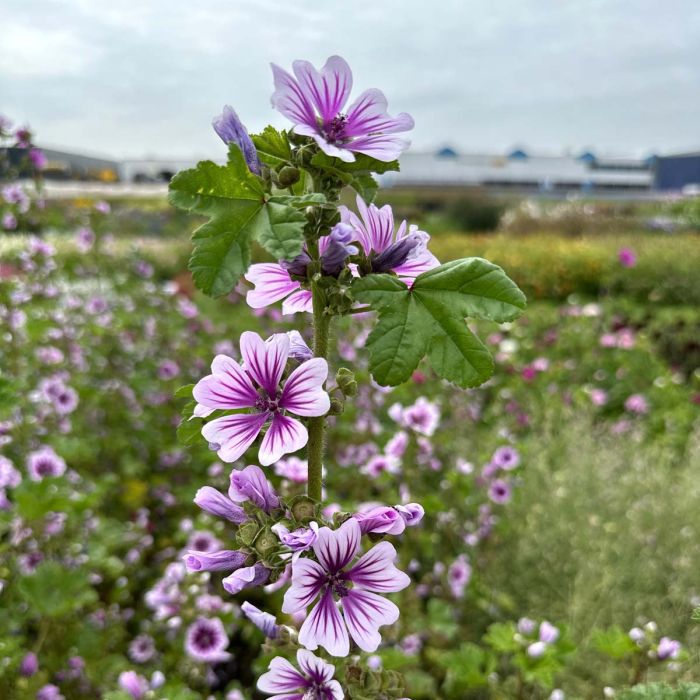 Malva Sylvestris Zebrina