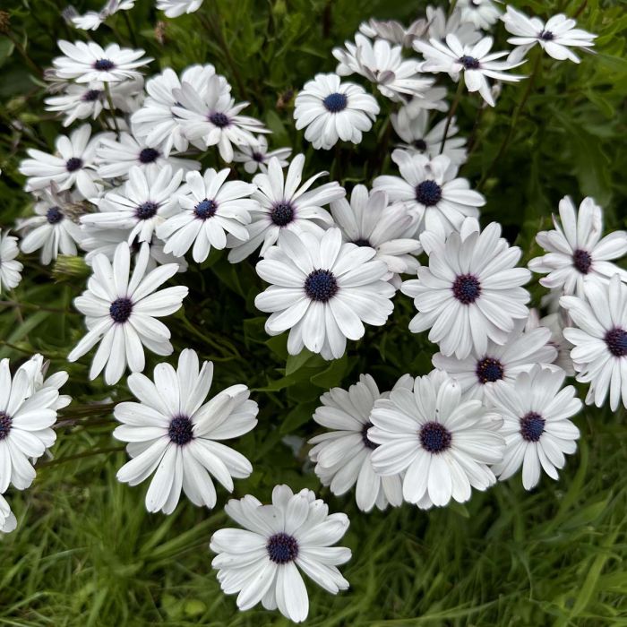 Osteospermum Sky and Ice