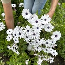 Osteospermum Sky and Ice