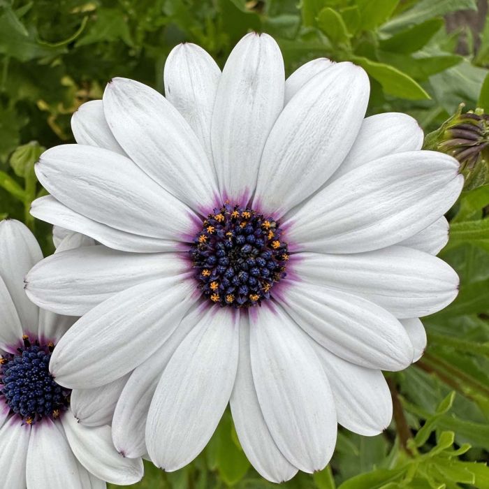 Osteospermum Sky and Ice