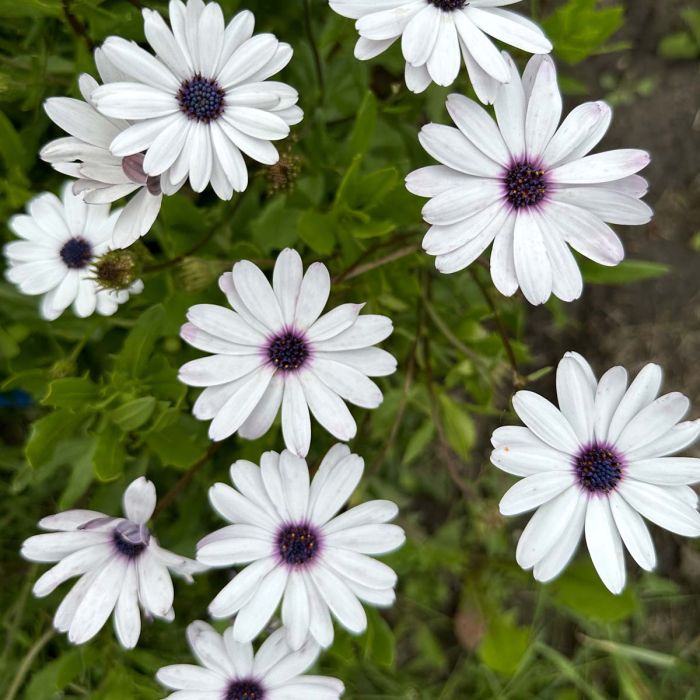 Osteospermum Sky and Ice