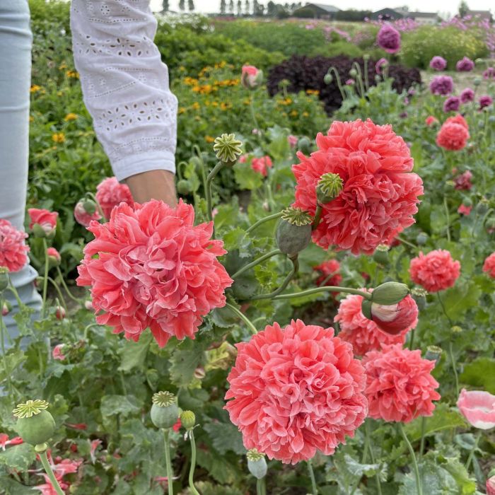 Papaver Frosted Salmon Peony