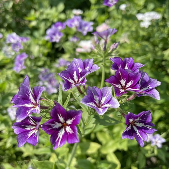 Phlox Sugar Stars