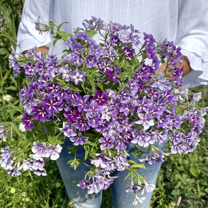 Phlox Sugar Stars