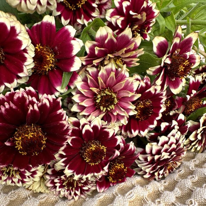 Zinnia Jazzy Red