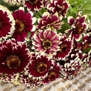 Zinnia Jazzy Red