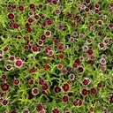 Zinnia Jazzy Red