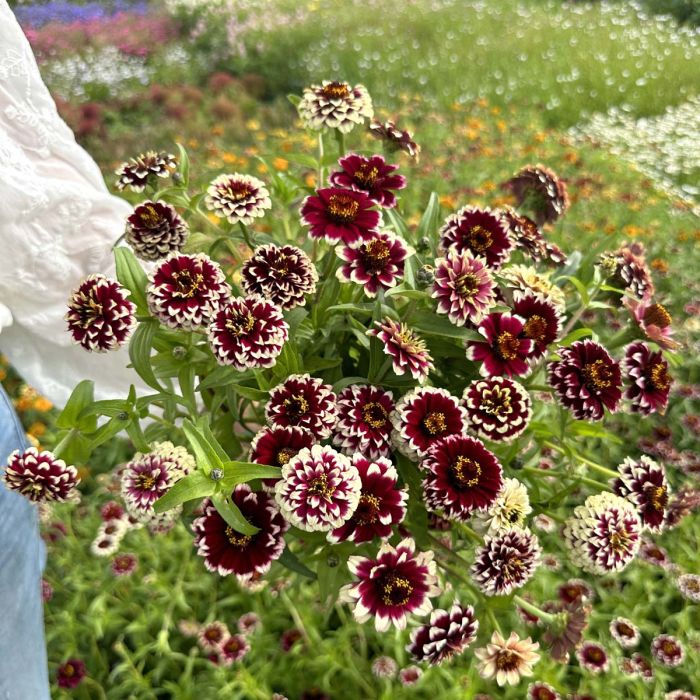 Zinnia Jazzy Red