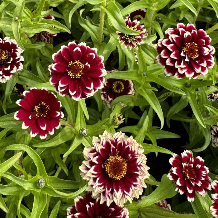 Zinnia Jazzy Red