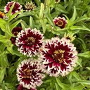 Zinnia Jazzy Red